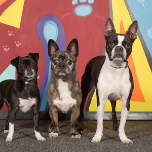 Fundraising Page: Halley Pickett